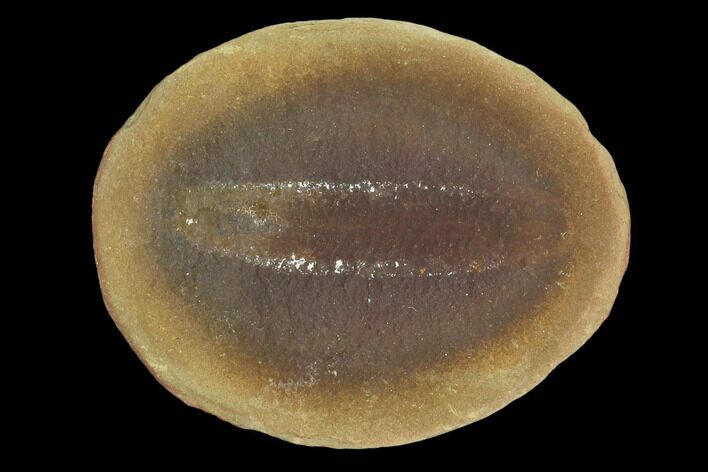 Fossil Worm (Astreptoscolex) Pos/Neg - Illinois #120717